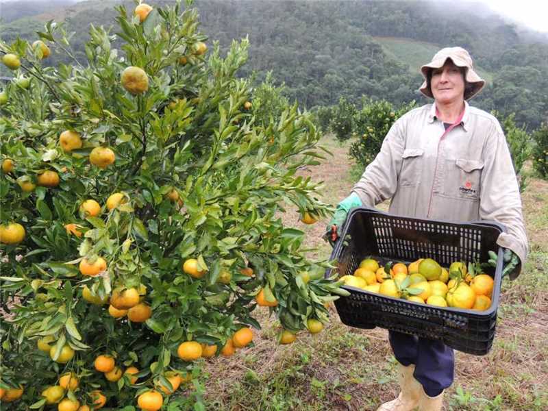 pokan laranja agricultura